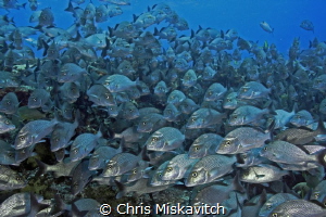Ever feel like you're being watched??!! by Chris Miskavitch 